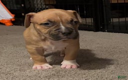 American Bully dogs for sale: Chase - Image 8