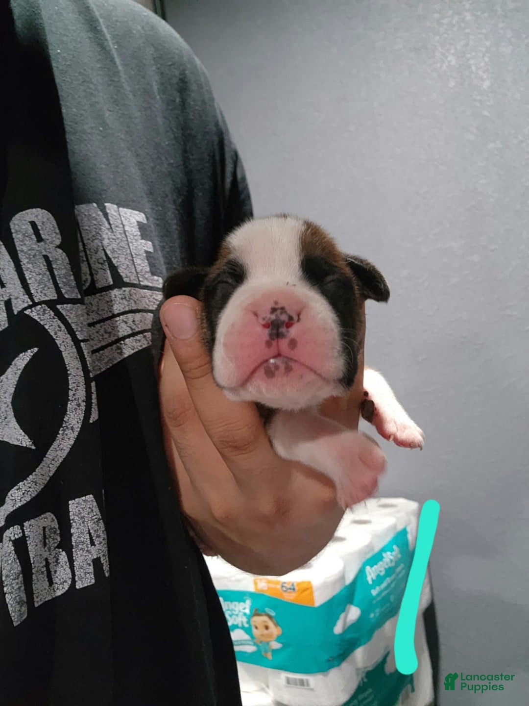 Boxer dogs for sale: Puppy Number 6 - Image 1