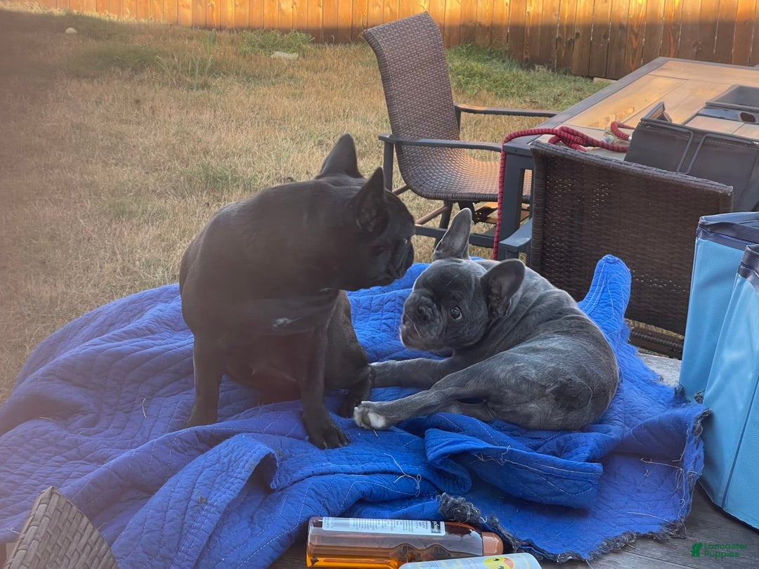 French Bulldog dogs for sale: Female 2 - Image 10