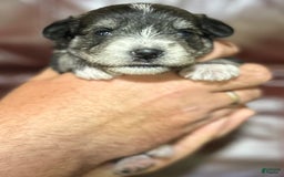 Miniature Schnauzer dogs for sale: Dash - Image 4