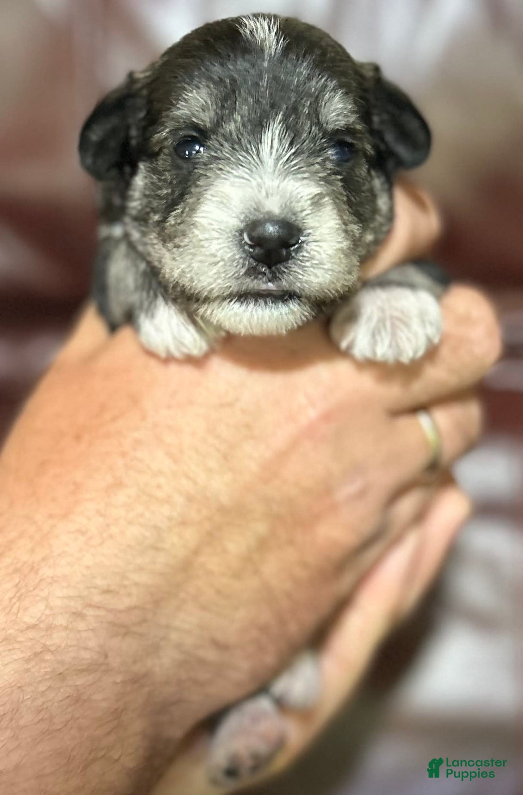 Miniature Schnauzer dogs for sale: Dash - Image 4