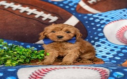  dogs for sale: Mini Goldendoodle 4 puppies - Image 1