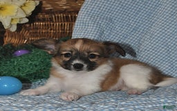 Papillon dogs for sale: Pluto - Image 22