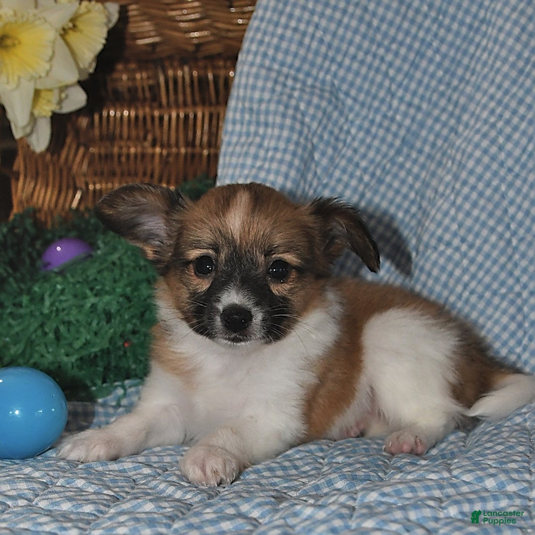 Papillon dogs for sale: Pluto - Image 22