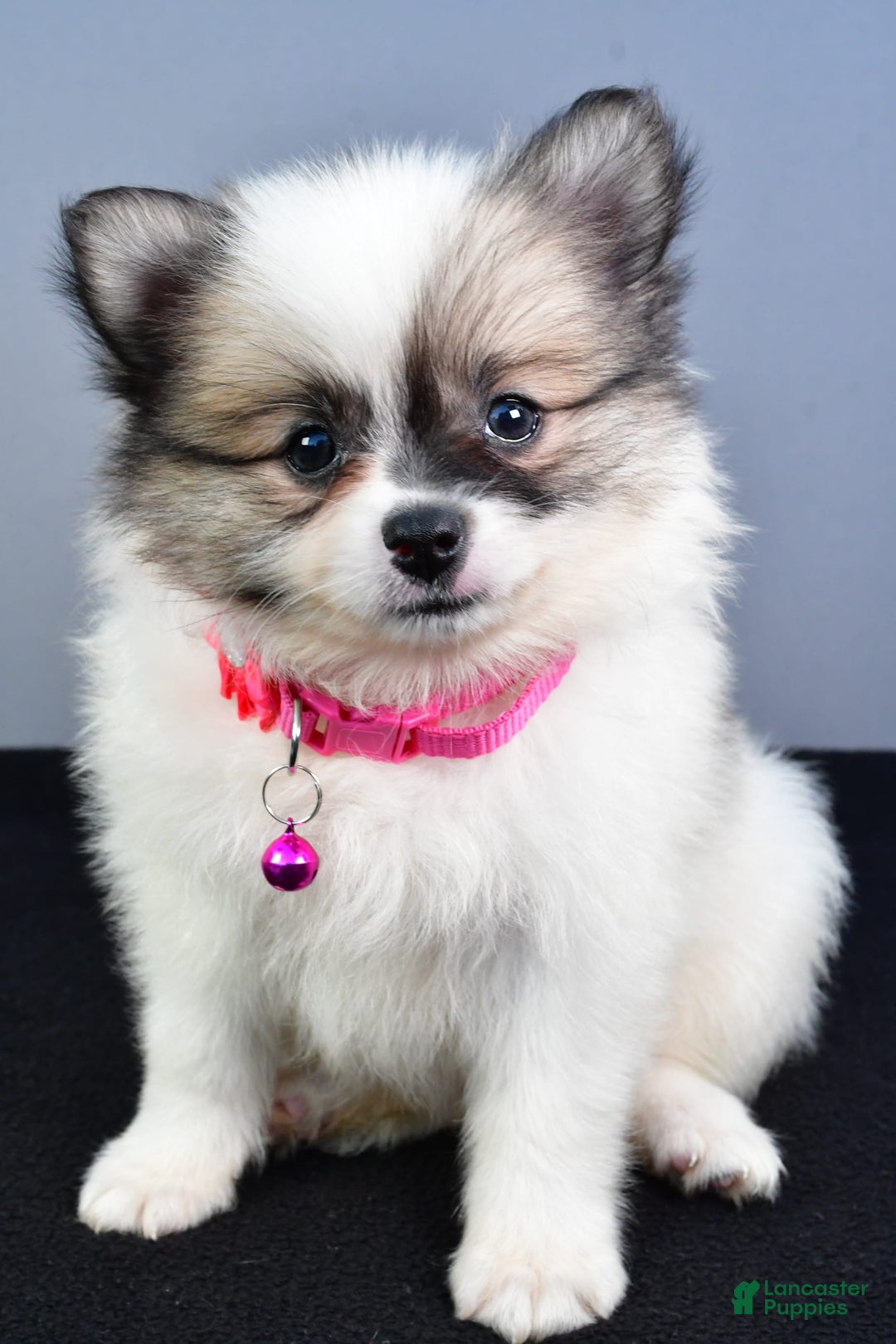 Pomeranian dogs for sale: Sweetie - Image 14