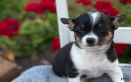 Chihuahua dogs for sale: Sprout - Image 8