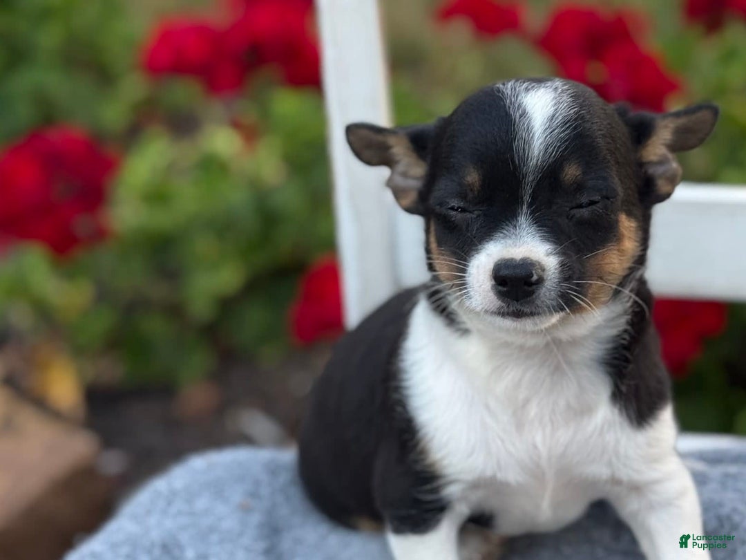 Chihuahua dogs for sale: Sprout - Image 8