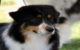 Australian Shepherd dogs for sale: Bali - Image 2