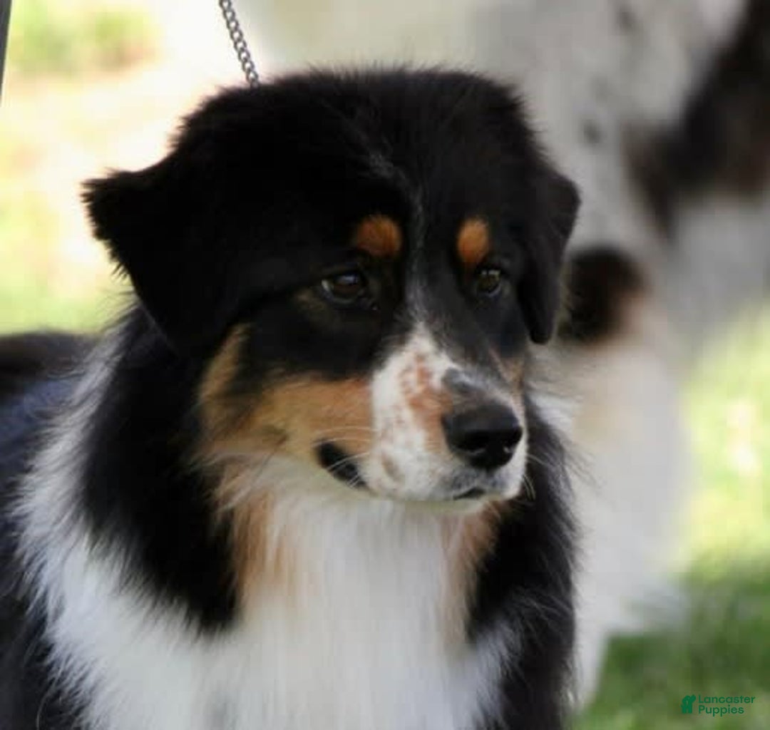 Australian Shepherd dogs for sale: Bali - Image 2