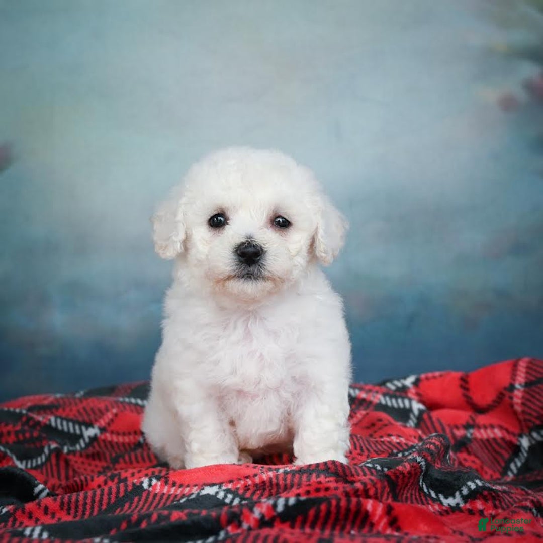 Bichon Frise dogs for sale: Sophia - Image 12