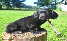 Golden Retriever dogs for sale: Tinker - Image 2