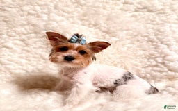 Yorkshire Terrier dogs for sale: Waldo - Image 3