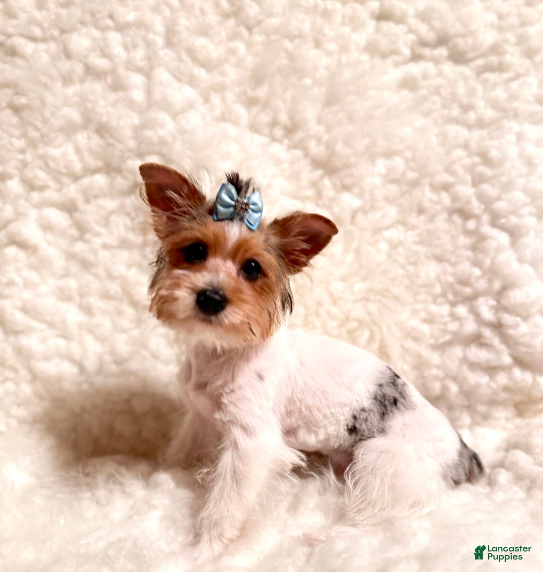 Yorkshire Terrier dogs for sale: Waldo - Image 3