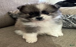 Pomeranian dogs for sale: Moochi - Image 4