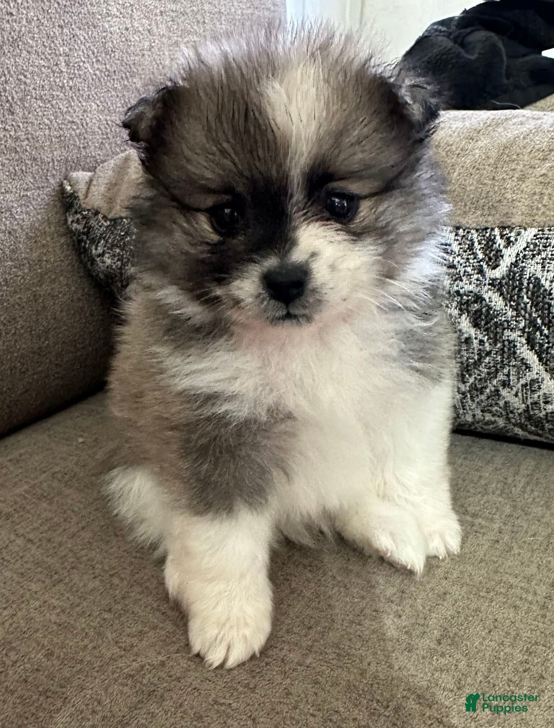 Pomeranian dogs for sale: Moochi - Image 4