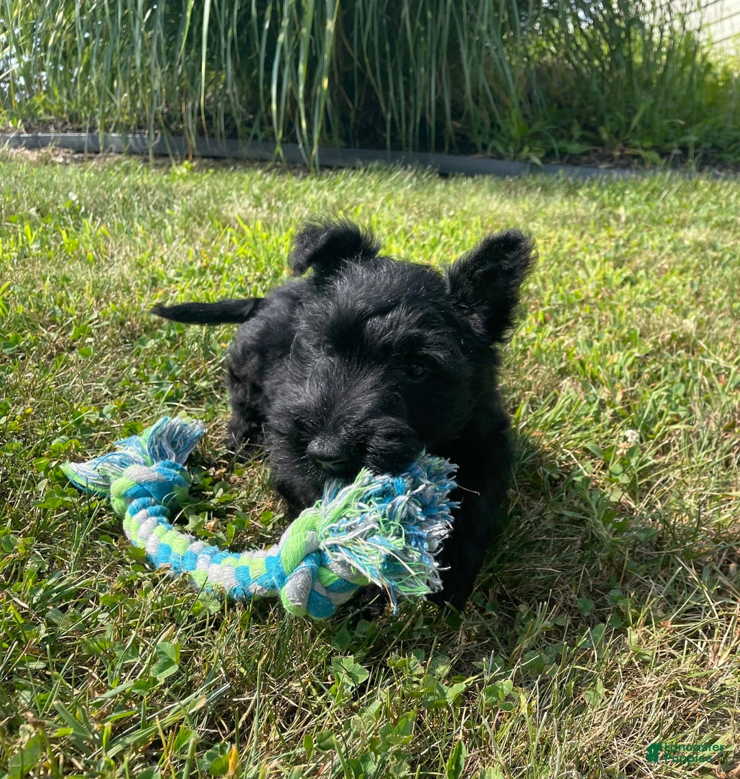 Scottish Terrier dogs for sale: Boris - Image 6