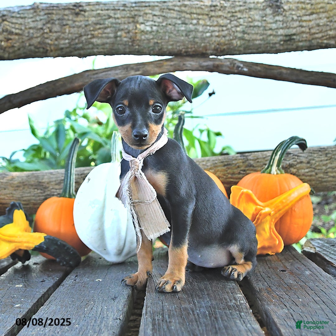 Miniature Pinscher dogs for sale: Frona - Image 3