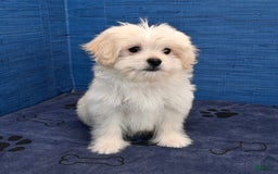 Shihpoo dogs for sale: Cedric - Image 5