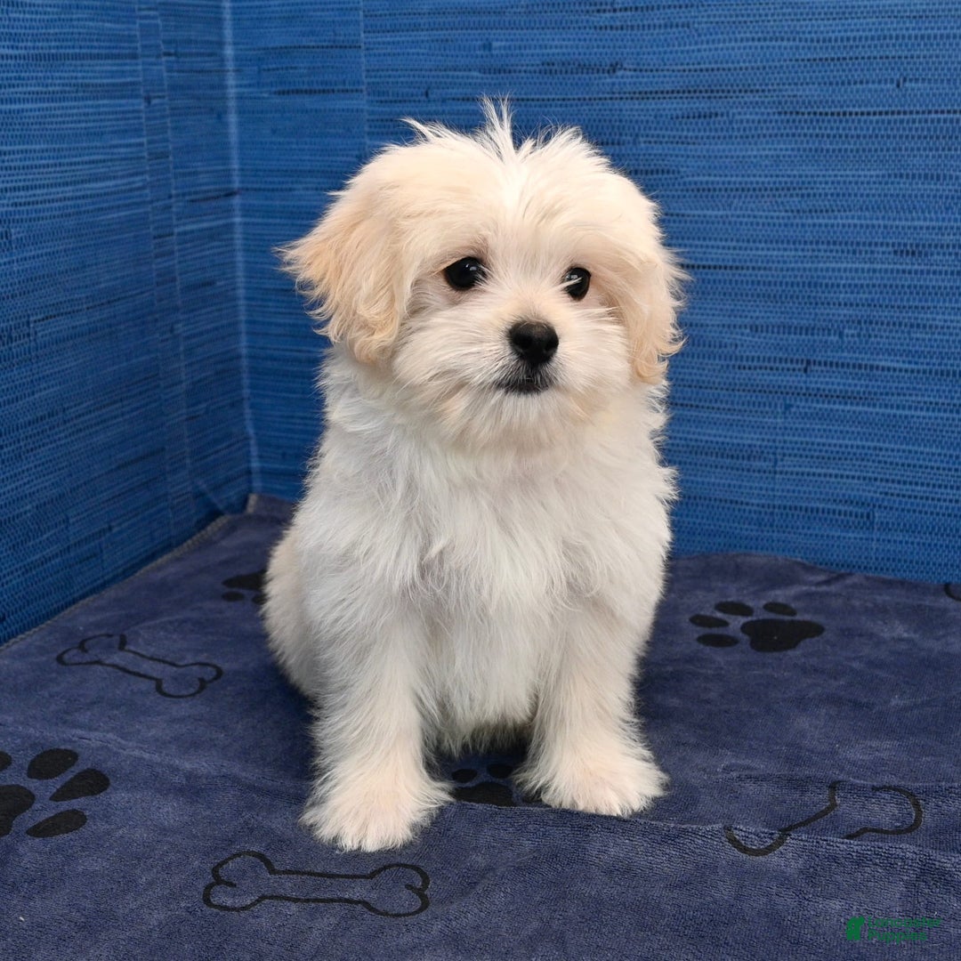 Shihpoo dogs for sale: Cedric - Image 5
