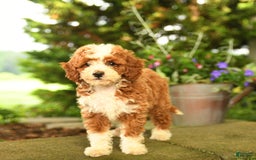 Miniature Poodle dogs for sale: Rhett - Image 3