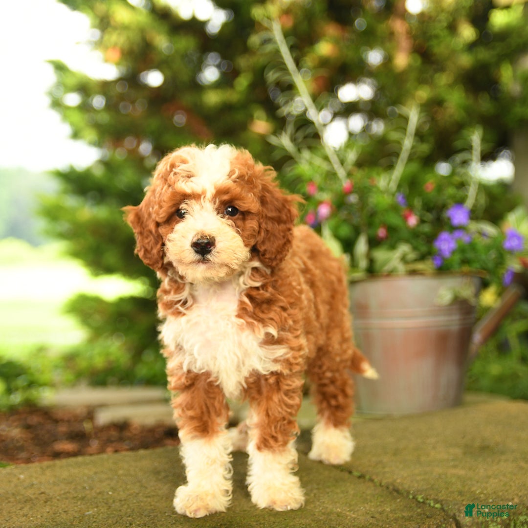 Miniature Poodle dogs for sale: Rhett - Image 3