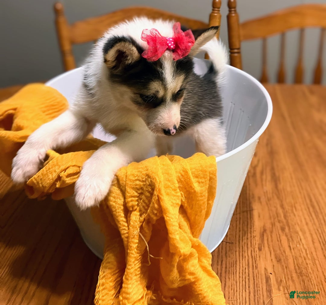Pomsky dogs for sale: Sweet Rain - Image 20