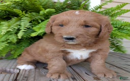 Goldendoodle dogs for sale: Ben - Image 10