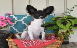 Papillon dogs for sale: Mitch - Image 20