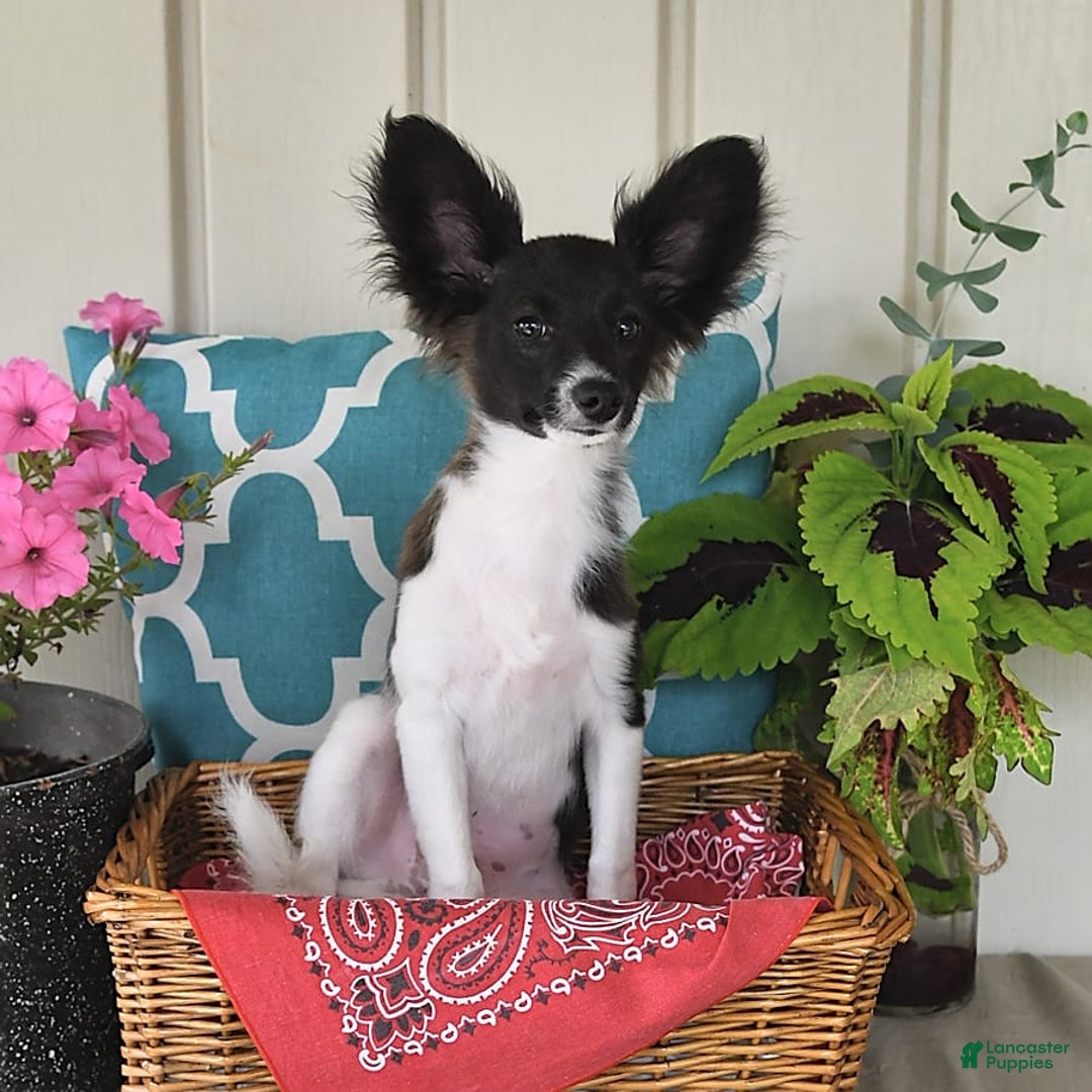 Papillon dogs for sale: Mitch - Image 20