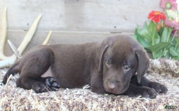 Labrador Retriever dogs for sale: Remington - Image 9