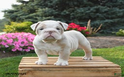 English Bulldog dogs for sale: English Bulldog 4 puppies - Image 7