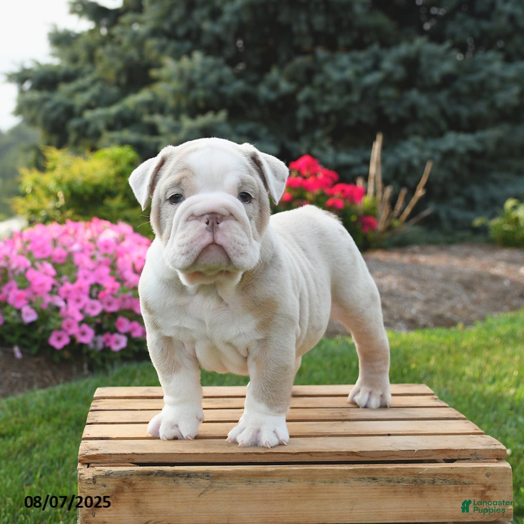 English Bulldog dogs for sale: English Bulldog 4 puppies - Image 7