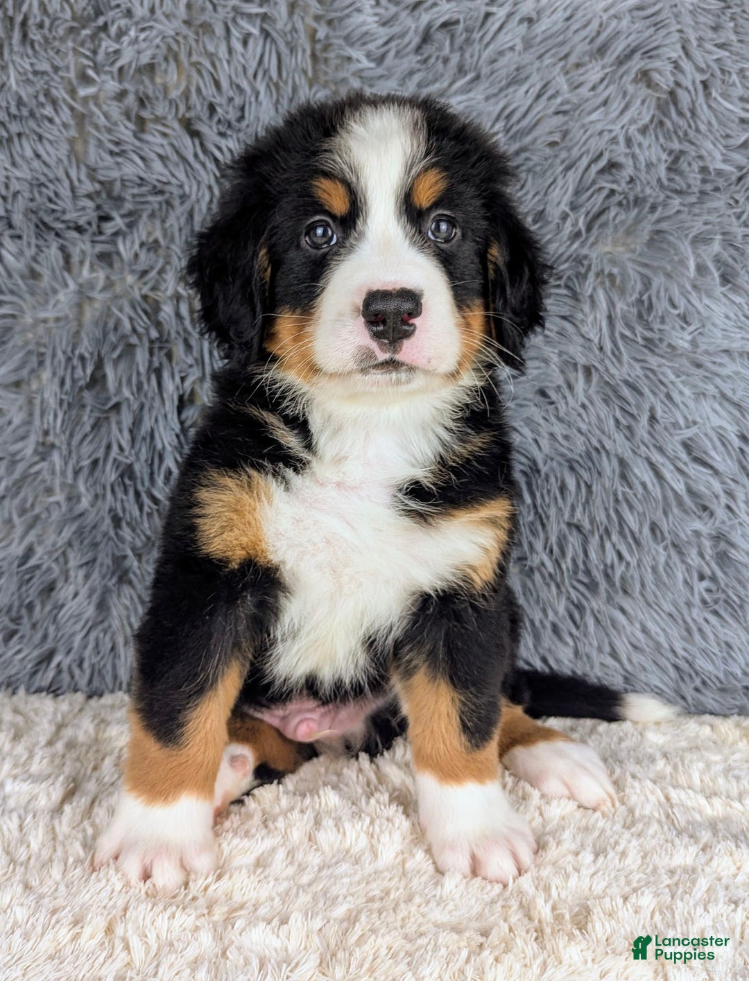 Bernese Mountain Dog dogs for sale: Bruce - Image 1