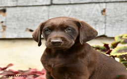 Labrador Retriever dogs for sale: Marigold - Image 5