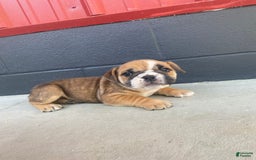 English Bulldog dogs for sale: Diesel - Image 10