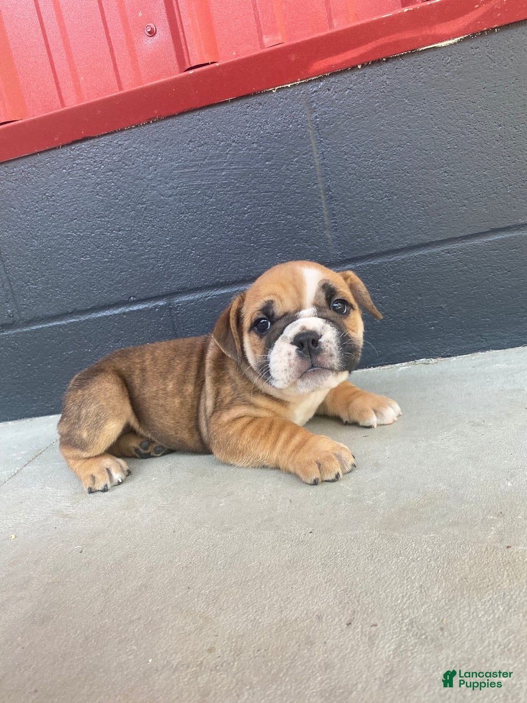 English Bulldog dogs for sale: Diesel - Image 10
