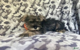 Miniature Schnauzer dogs for sale: Huck - Image 2