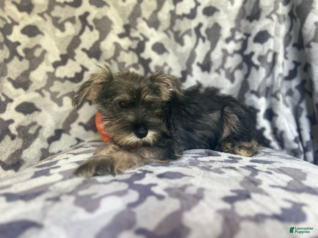 Miniature Schnauzer dogs for sale: Huck - Image 2