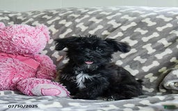 Shorkie dogs for sale: Charles - Image 7