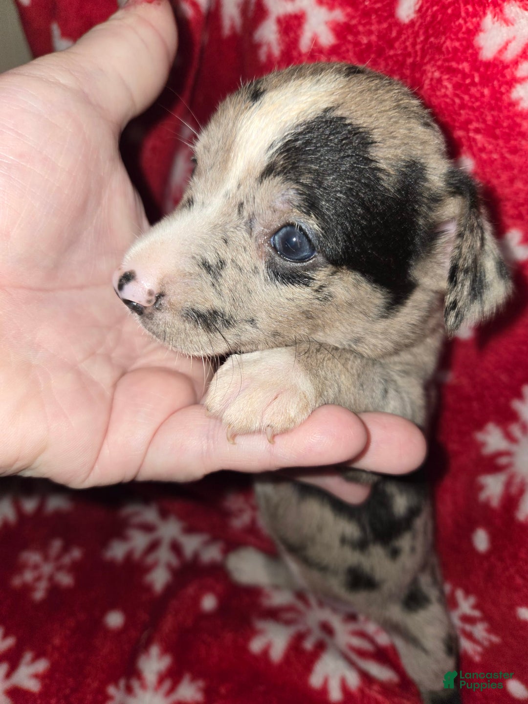 Chihuahua dogs for sale: Merle Girl 1 Blue eyes - Image 2