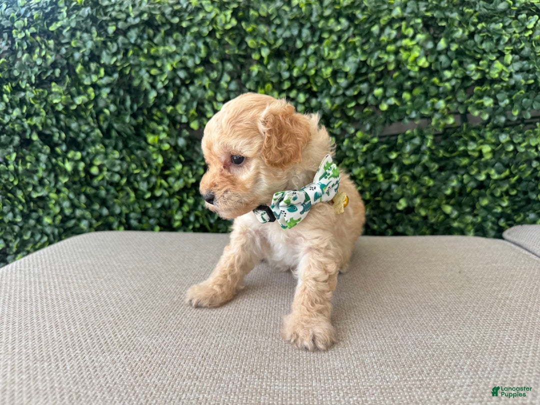 Toy Poodle dogs for sale: Tito - Image 2