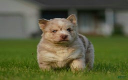 Gerberian Shepsky dogs for sale: Max - Image 18