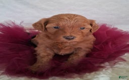 Mini Aussiedoodle dogs for sale: Ginger - Image 7