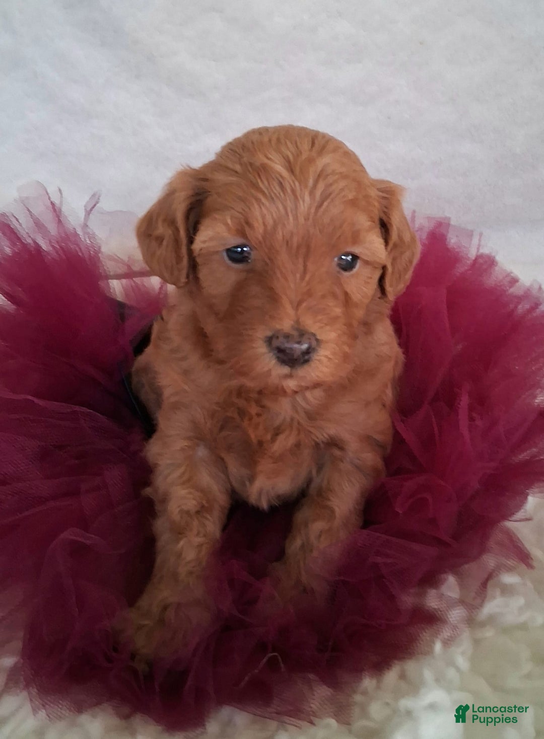 Mini Aussiedoodle dogs for sale: Ginger - Image 7
