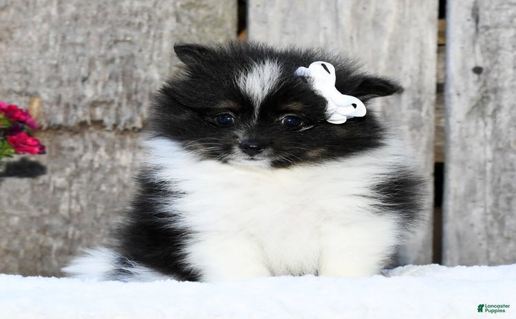 Pomeranian dogs - Advert 3