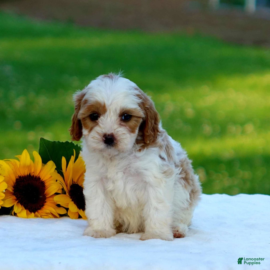 Cavapoo dogs for sale: Megan - Image 1