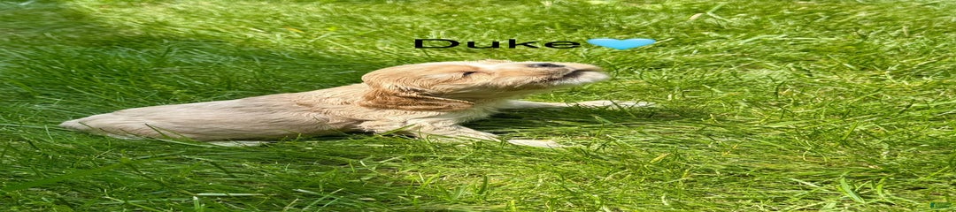 Duke