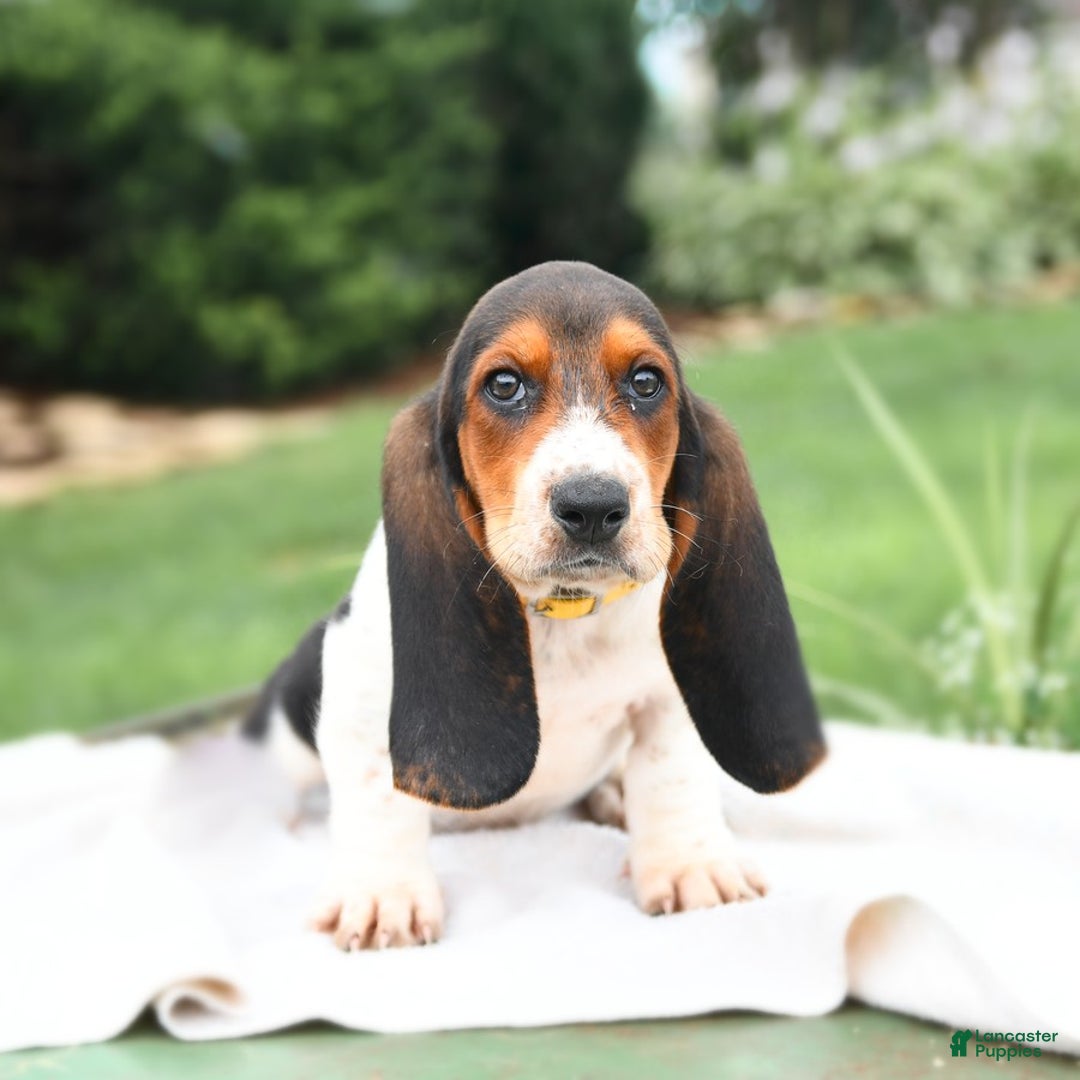 Basset Hound dogs for sale: Roosevelt - Image 2