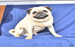 Pug dogs for sale: Corki - Image 4