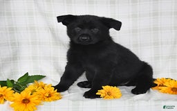 German Shepherd dogs for sale: Jubilee - Image 5